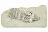 Fossil Crinoid (Platycrinites) - Crawfordsville, Indiana #291782-1